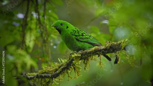 Whitehead's broadbill - Calyptomena whiteheadi bird in Calyptomenidae endemic to the mountain ranges of north-central Borneo, green and black bird nesting in the hanging nests in the forest.