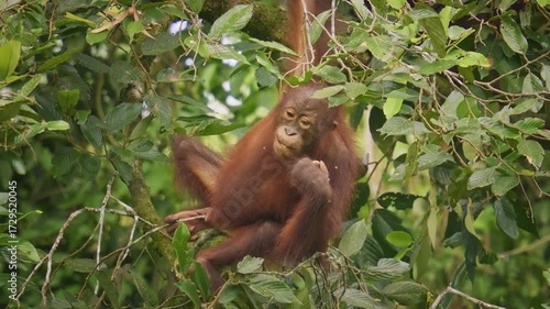 Bornean orangutan Pongo pygmaeus ape endemic to Borneo, with Sumatran orangutan (Pongo abelii) and Tapanuli orangutan (Pongo tapanuliensis) are highly intelligent, funny and nice in green forest.
