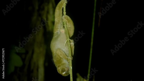 Wallpaper Mural Philippine or Bornean Slow Loris - Nycticebus menagensis philippinus coucang is strepsirrhine primate native to the north and east of Borneo and in the Philippines. Nocturnal animal at night. Torontodigital.ca