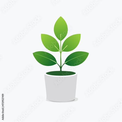 Jolie plante verte en pot blanc, arrière plan blanc uni