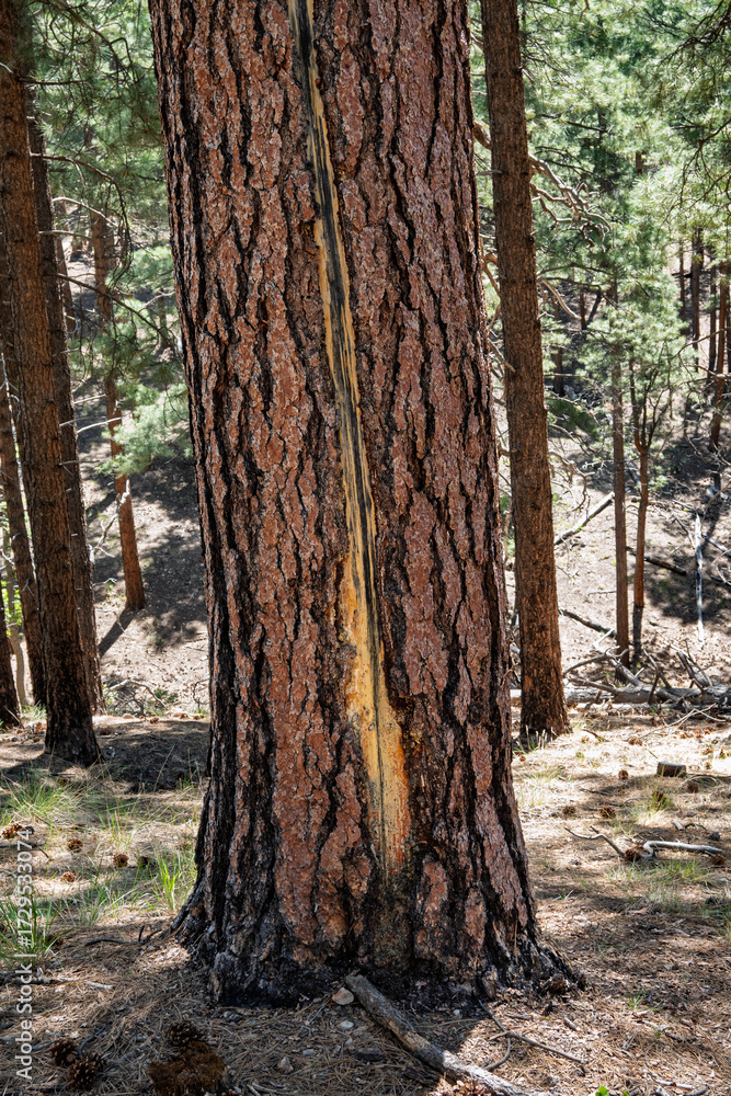 Obraz premium Closeup of ponderosa pine tree with a sap scar, ponderosa pine forest, north rim Grand Canyon National Park, Arizona 