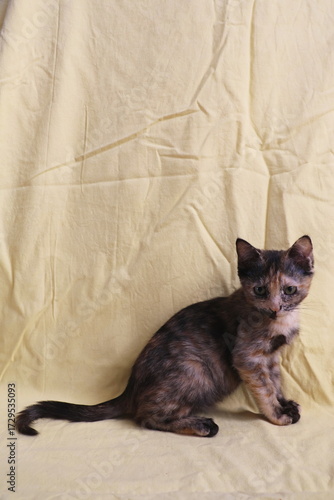 Tortoiseshell kitten sitting on yellow fabric background. Cute cat