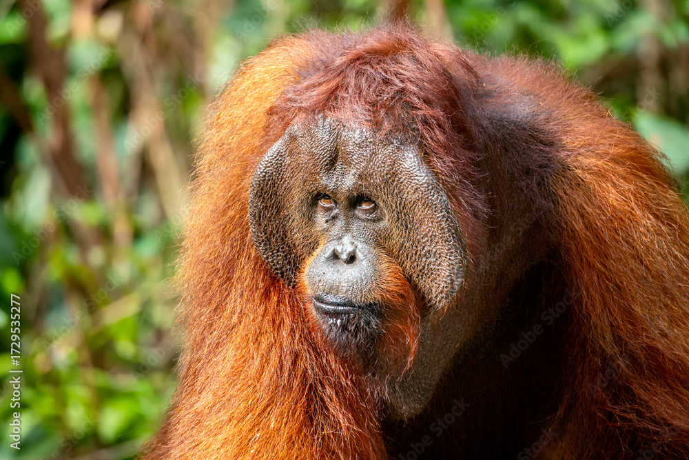 Fototapeta premium Huge male Orange Borneon orangutan Pongo pygmaeus portrait. Tanjung Puting National park, Indonesia