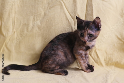 Pretty Tortoiseshell kitten sitting on yellow fabric background.