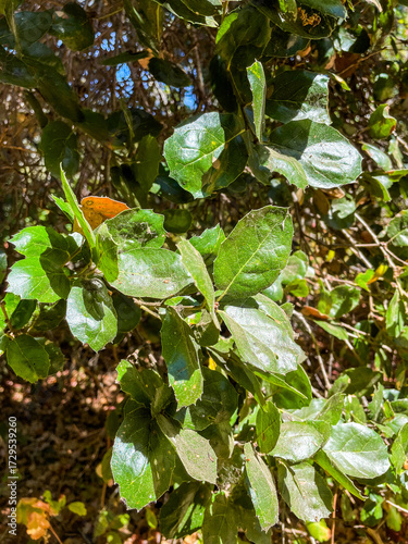 Garland Regional Park in California looking at plants on the forest floor understory