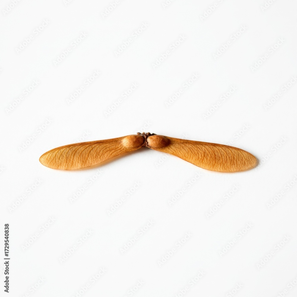 Obraz premium Close-up of two maple samara seeds lying on white surface, representing nature and new life