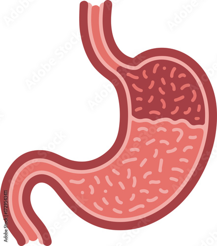 Illustration of the human stomach showing contents and structure