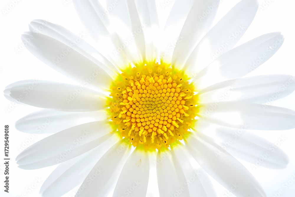 Naklejka premium Closeup of a beautiful white daisy flower with a bright yellow center, isolated on white background, showcasing its delicate petals and intricate details