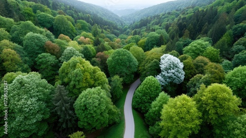 Lush Green Forest Canopy From Above Aerial Nature View with Serpentine Pathway Through Dense Woods on Cloudy Day