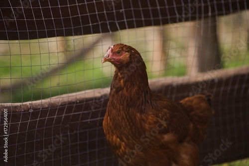 Fototapeta Naklejka Na Ścianę i Meble -  Brązowa kura w zagrodzie