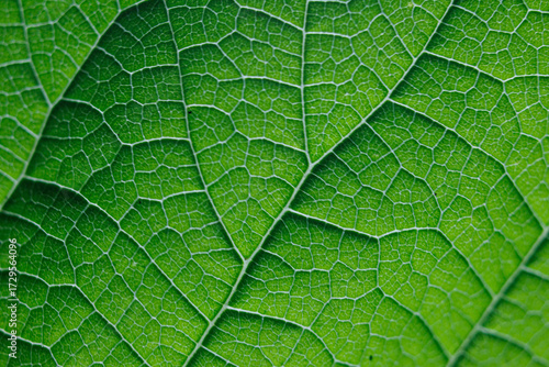 鮮やかな緑の葉脈