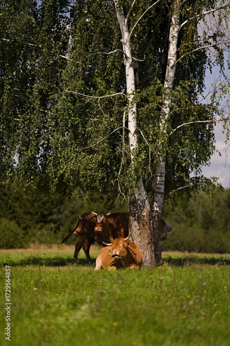 Fototapeta Naklejka Na Ścianę i Meble -  Krowy odpoczywające pod brzozą