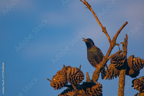 Starling perched on a pine tree