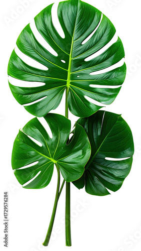 Three lush, deep green monstera leaves overlapping, vibrant and detailed