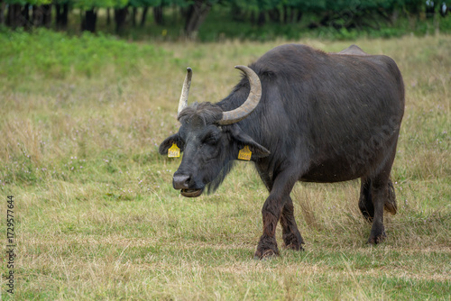 A domestic water buffalo (Bubalus bubalis) walking on a green meadow in rural landscape. Traditional livestock in Hungary, known for its strength and calm nature.