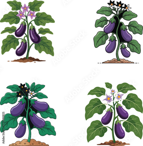 Eggplant Plants Growth Stages and Varieties