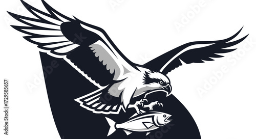 Powerful osprey hawk catching a fish in its talons.