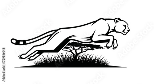 Powerful Cheetah Leaping Dynamically.