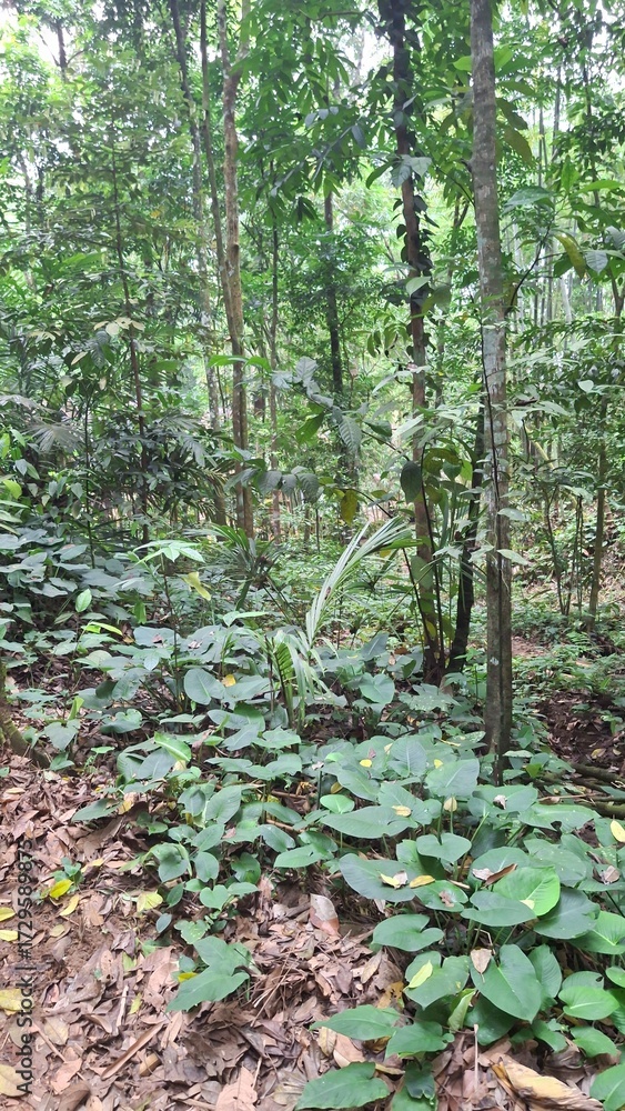 Fototapeta premium trees