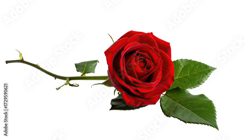 Close-up of a vibrant red rose with stem and leaves against a black background. 