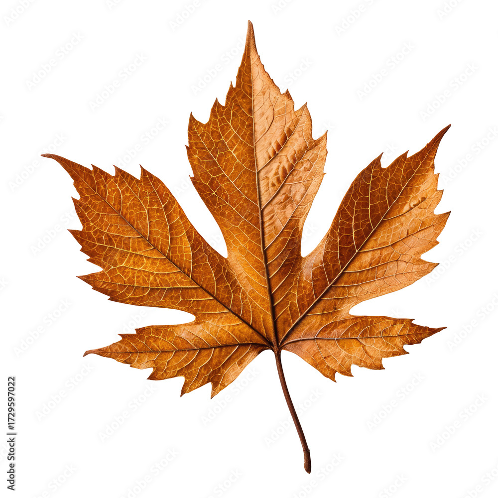 Fototapeta premium Isolated, detailed autumn leaf with brown hues and intricate texture