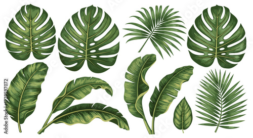 Vibrant tropical leaves vector illustration set with exotic green botanical foliage isolated on transparent background, perfect for natural design.