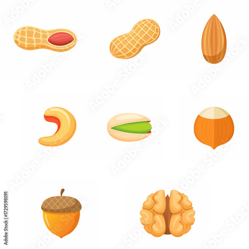 Vector illustration of a nuts set including walnut, hazelnut, almond, cashew, pistachio, peanut, and acorn, on a white background