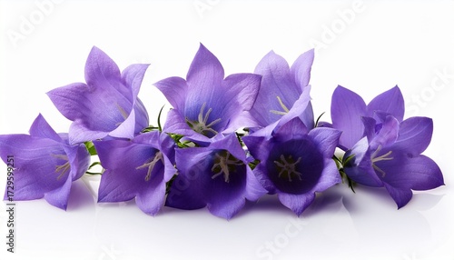 Canterbury Bells Campanula White Background
