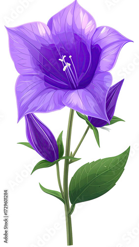 Vibrant purple flower with buds and leaves