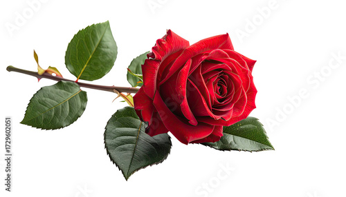 Close-up of a vibrant red rose