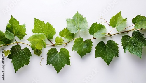 Wallpaper Mural Vine Of Green Leaves Is Growing On A White Background Torontodigital.ca