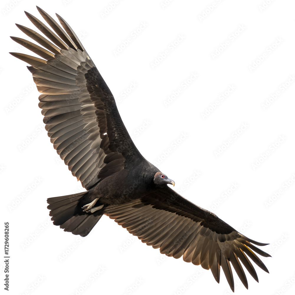 Obraz premium Black vulture isolated on white background