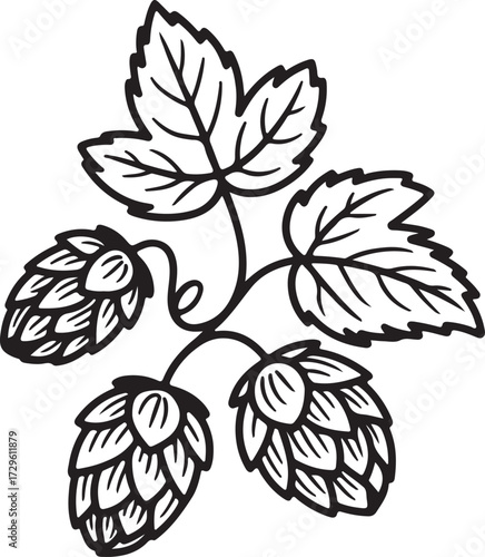 Hop Vine Vector Art with Leaves and Hops Floral Illustration on Transparent