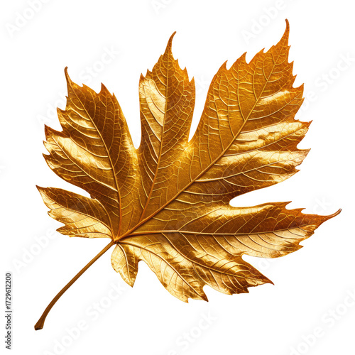 Gleaming, golden autumn maple leaf against black, detailed veining