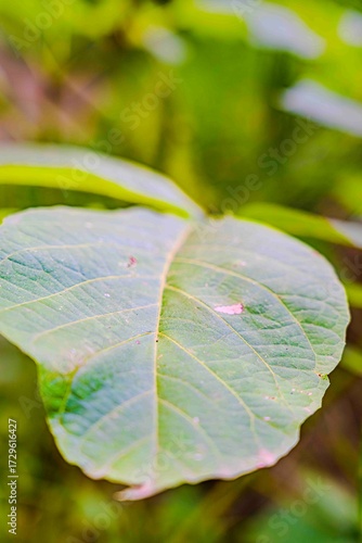 Imagen macro de una hoja de planta