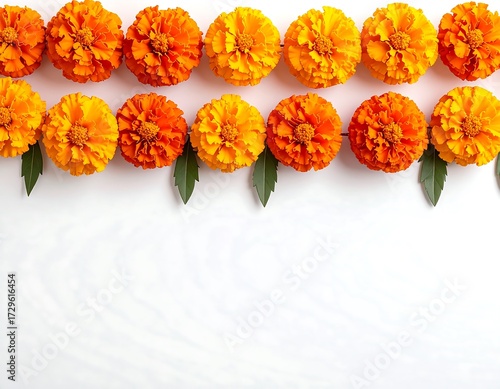 Orange Marigold Flowers Arranged on White Background