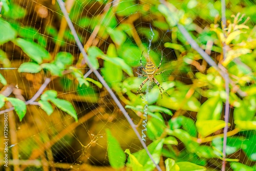 Increíble araña tigre tejiendo su tela de araña