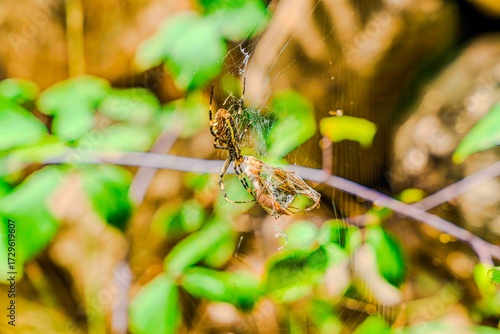 Increíble araña tigre tejiendo su tela de araña