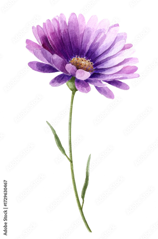 Fototapeta premium pink cosmos flower isolated