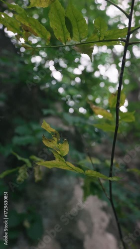 Wallpaper Mural 岩場に揺れる木の枝 Torontodigital.ca