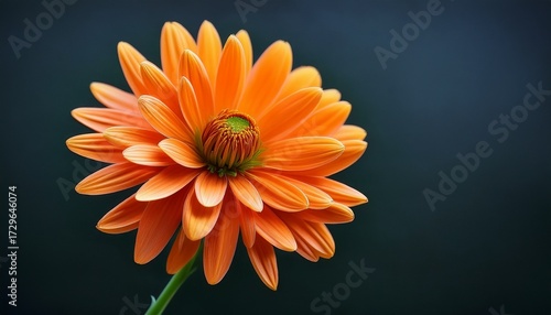 Realistic Orange Flower High Resolution Picture
