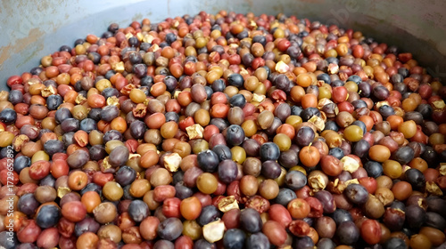 Dry Grape pomace after being pressed - the wine making process