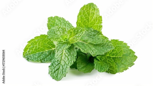 Fresh Mint Herb Vistas: Isolated Peppermint Leaves, Spearmint Tea Ingredients & Organic Garden Melissa