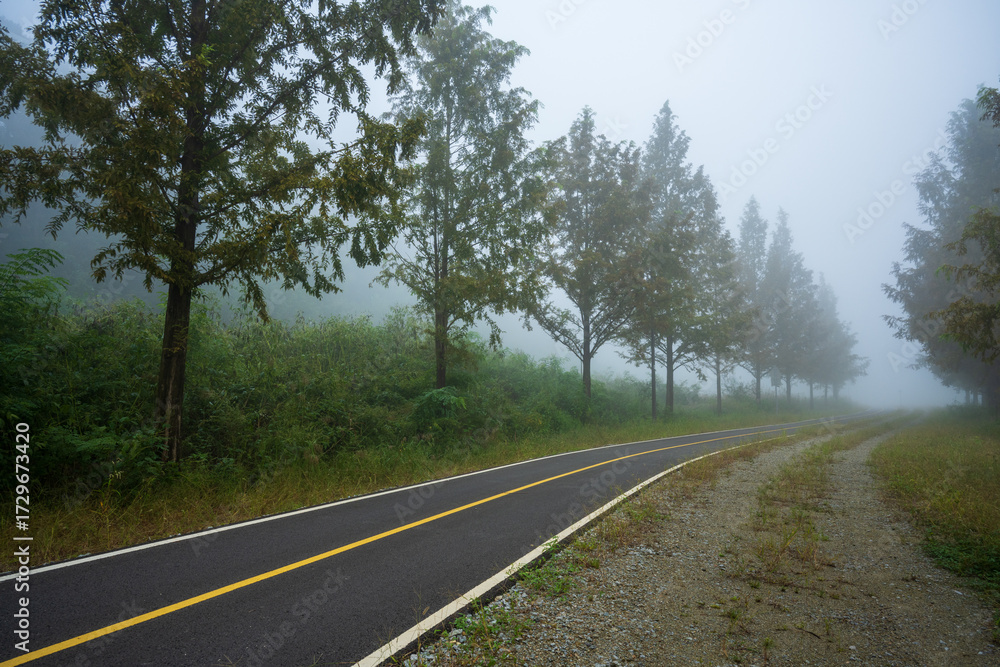 Fototapeta premium Misty Forest Bicycle Path in Korea