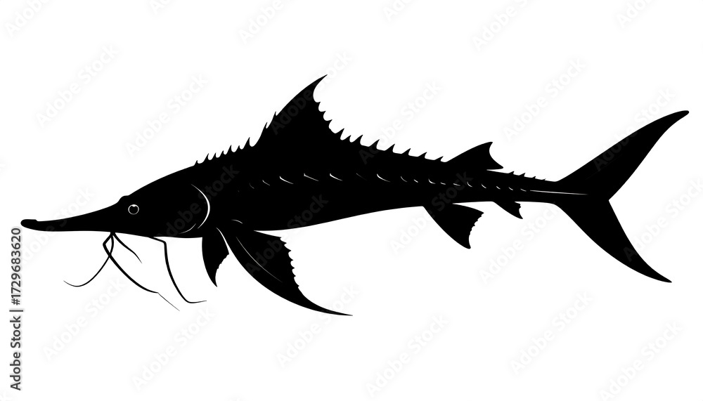 Obraz premium Silhouette of a sturgeon (1)