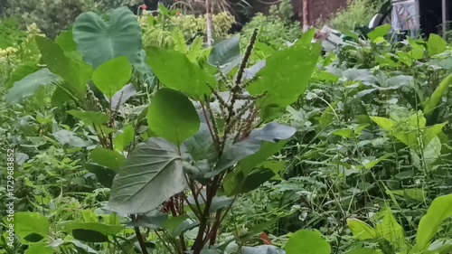 The plant in the image is Prickly Amaranth Amaranthus spinosus.It is an annual herb belonging to the Amaranthaceae family. 