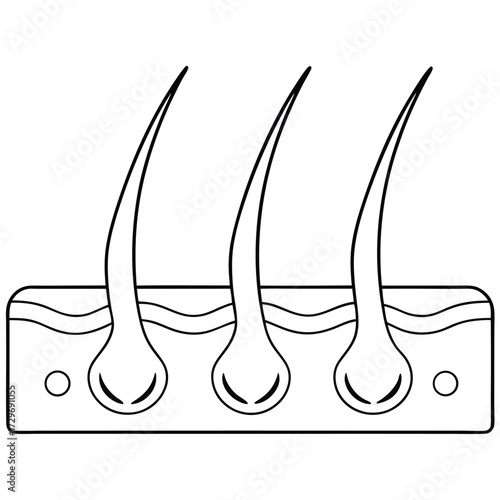 Hair follicle cross section illustration anatomy biology