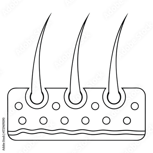 Hair follicle cross section diagram science biology
