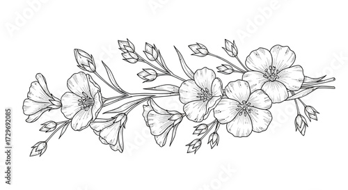 A delicate black and white sketch of a flowering flax plant branch with multiple blossoms and buds.