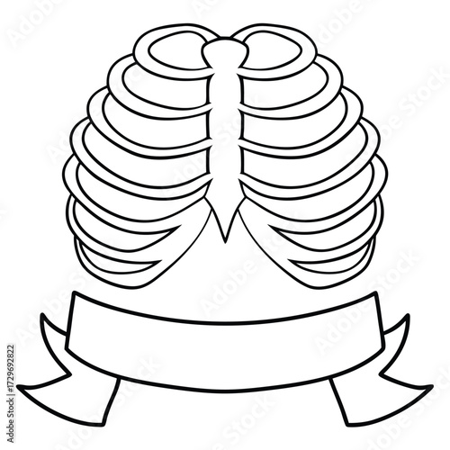 Ribcage with banner bones anatomy